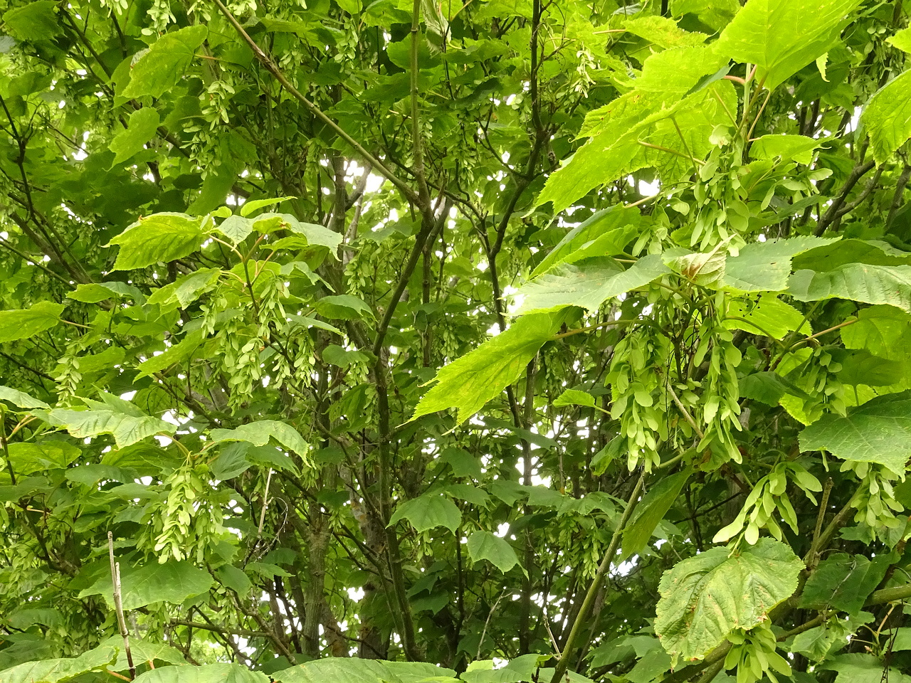 DSC04348