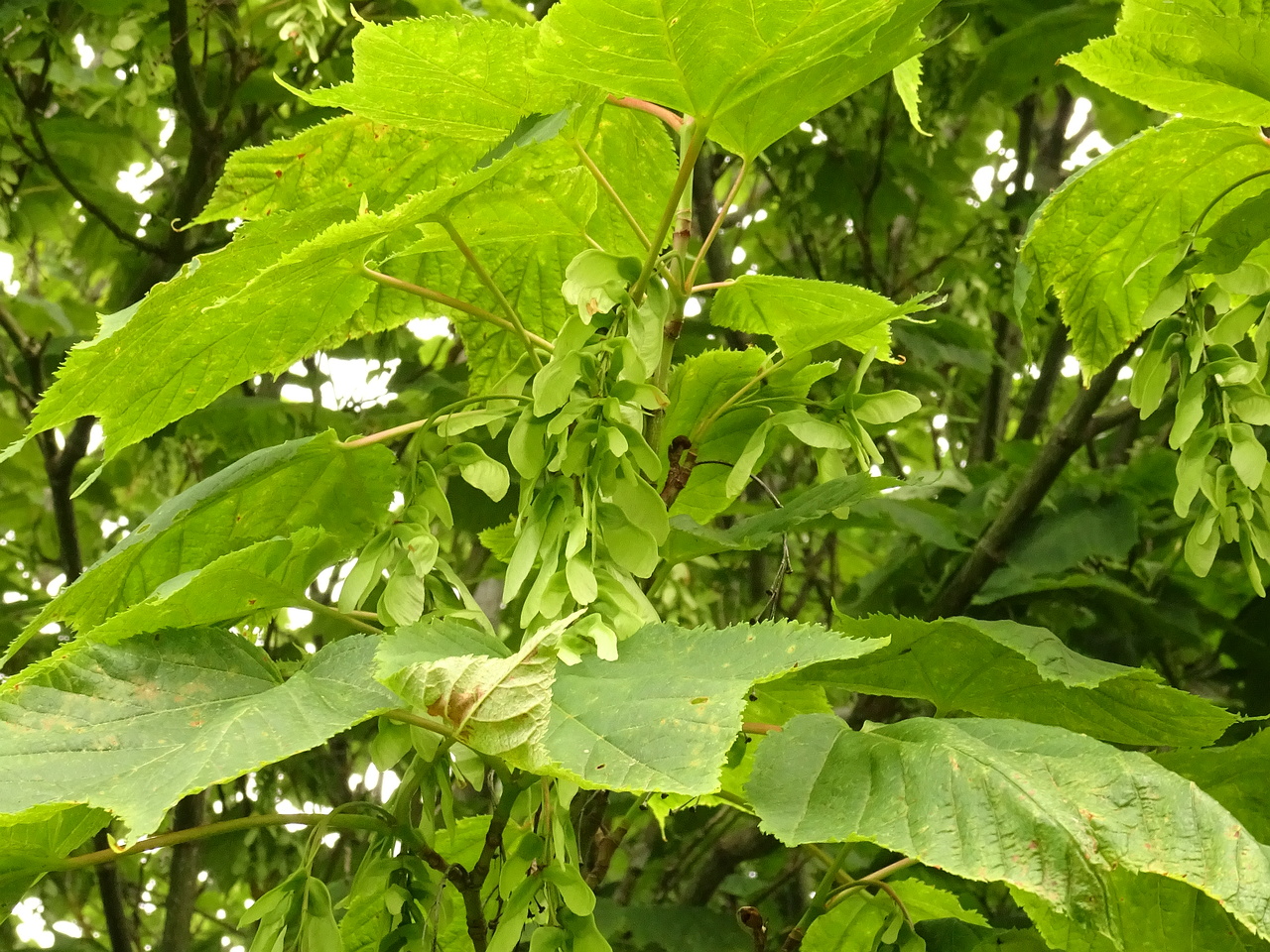 DSC04349