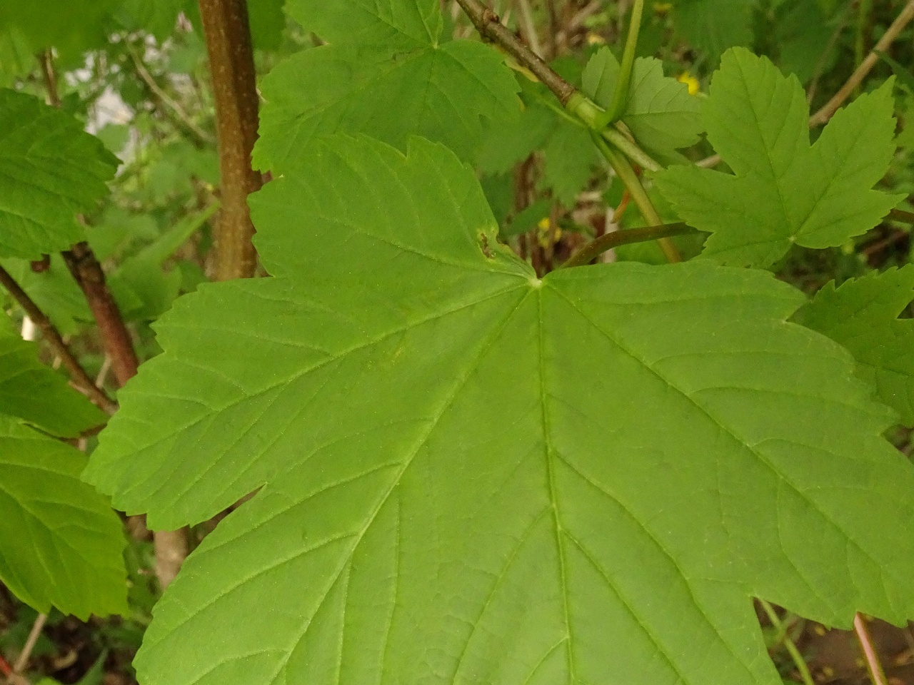 DSC07839