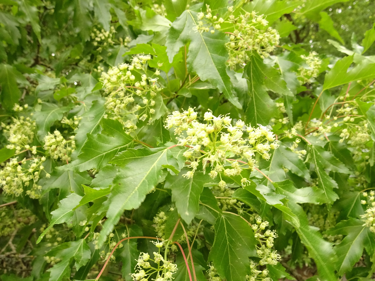 DSC03790