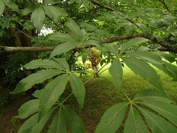 Конский каштан голый - Aesculus glabra