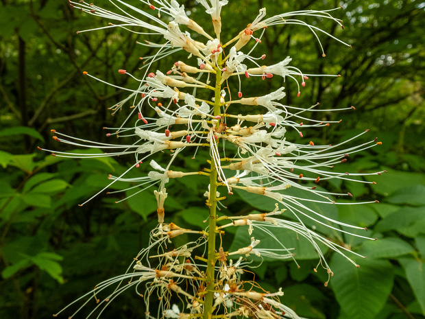 Конский каштан мелкоцветковый - Aesculus parviflora