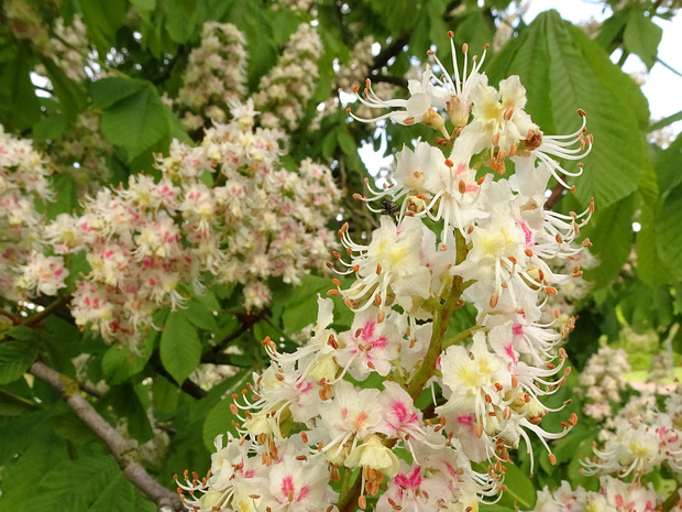 Конский каштан обыкновенный - Aesculus hippocastanum