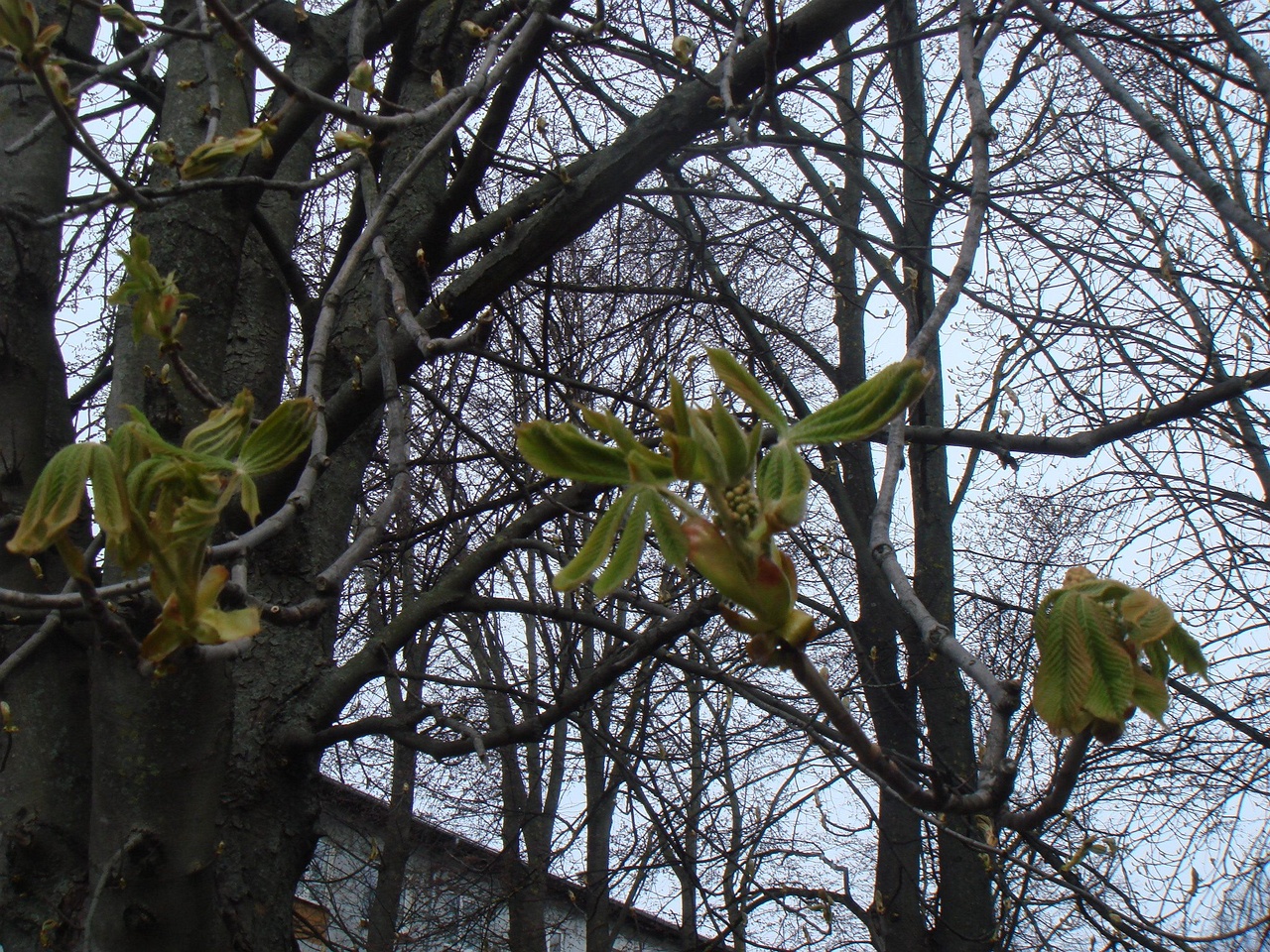 DSC00092
