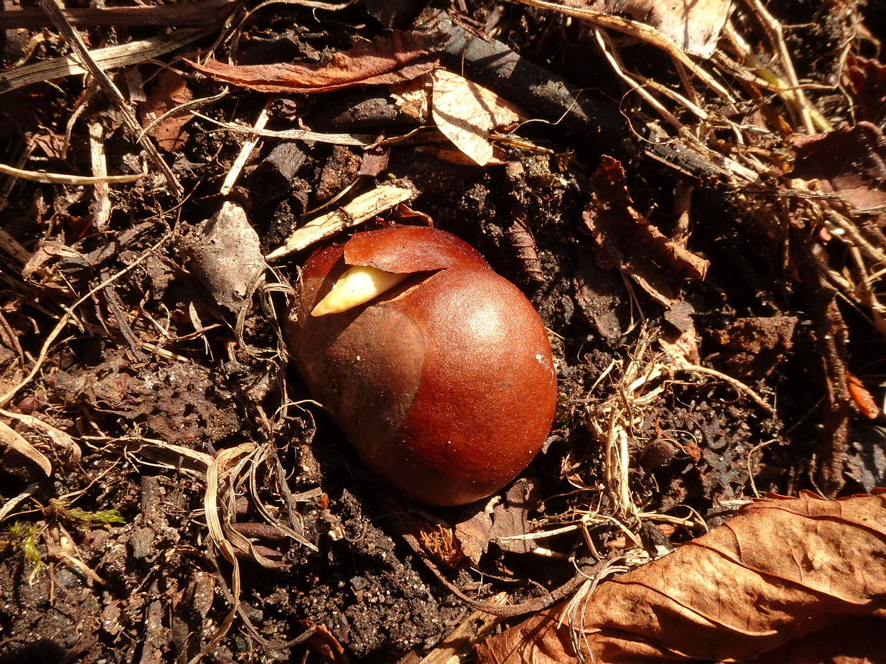 DSC00294