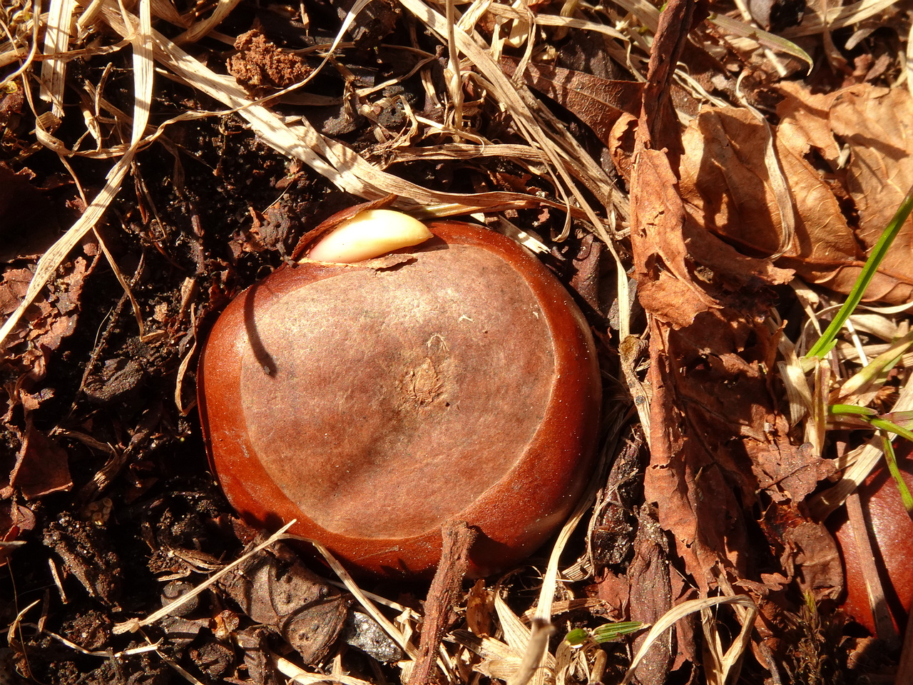 DSC00295