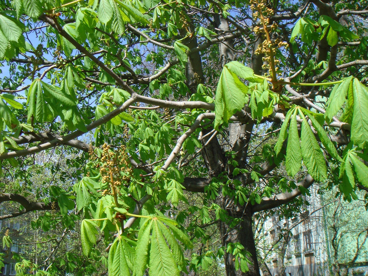 DSC00386