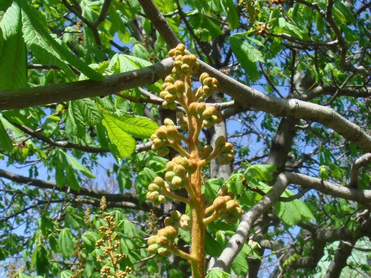 DSC00390