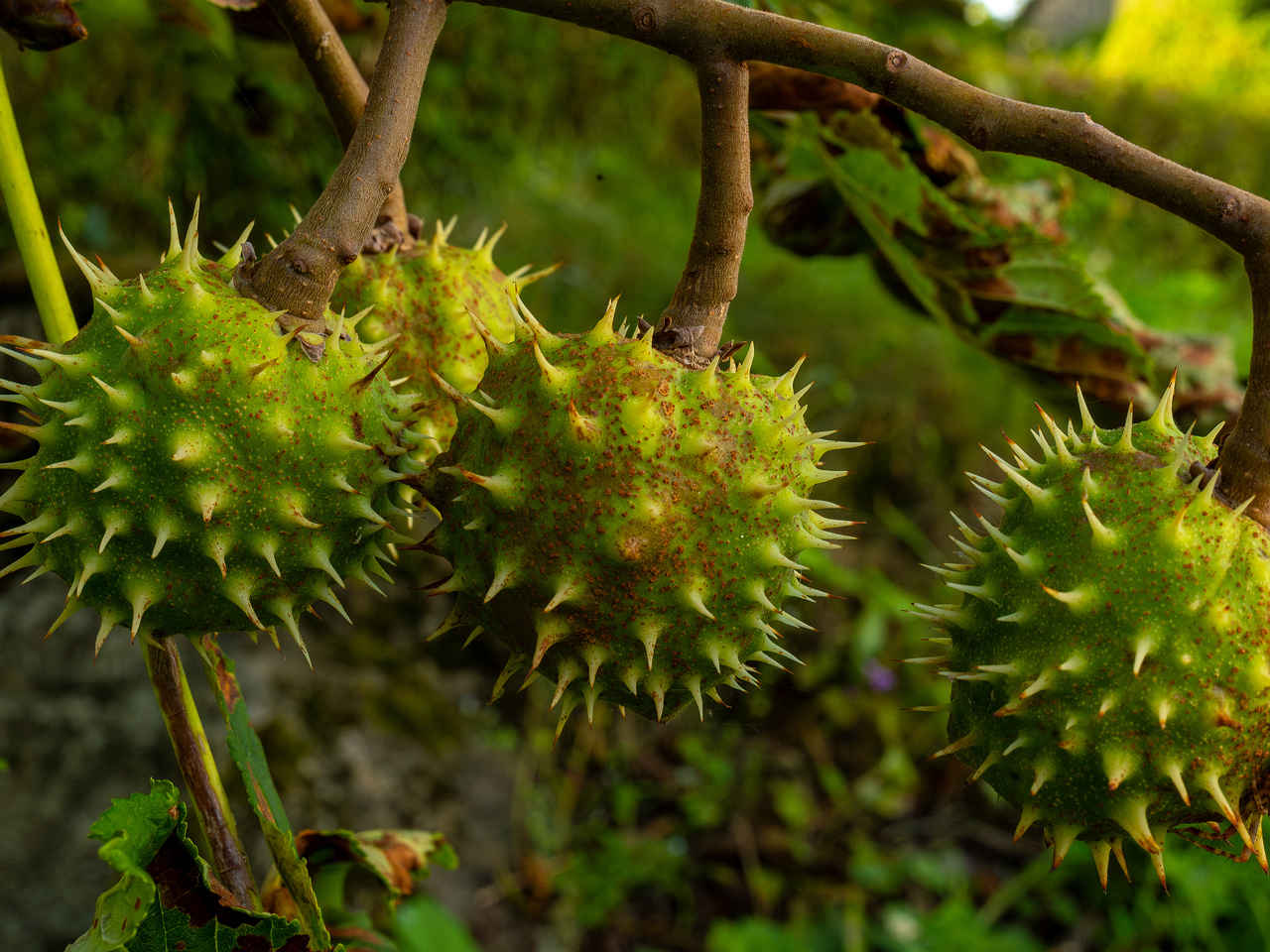 aesculus-hippocastanum_1-1