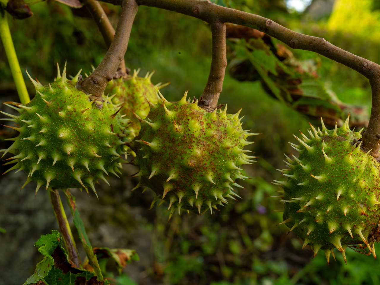 aesculus-hippocastanum_1-2
