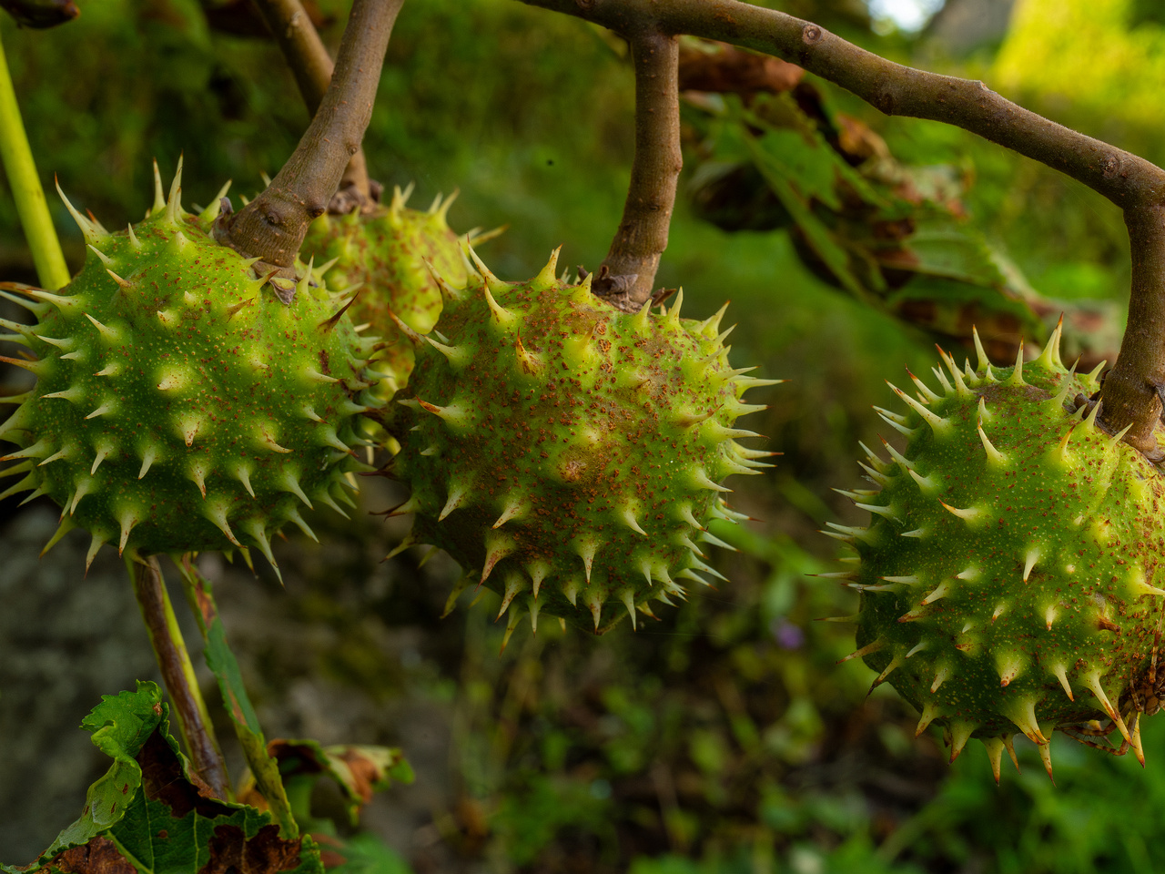 aesculus-hippocastanum_1-3