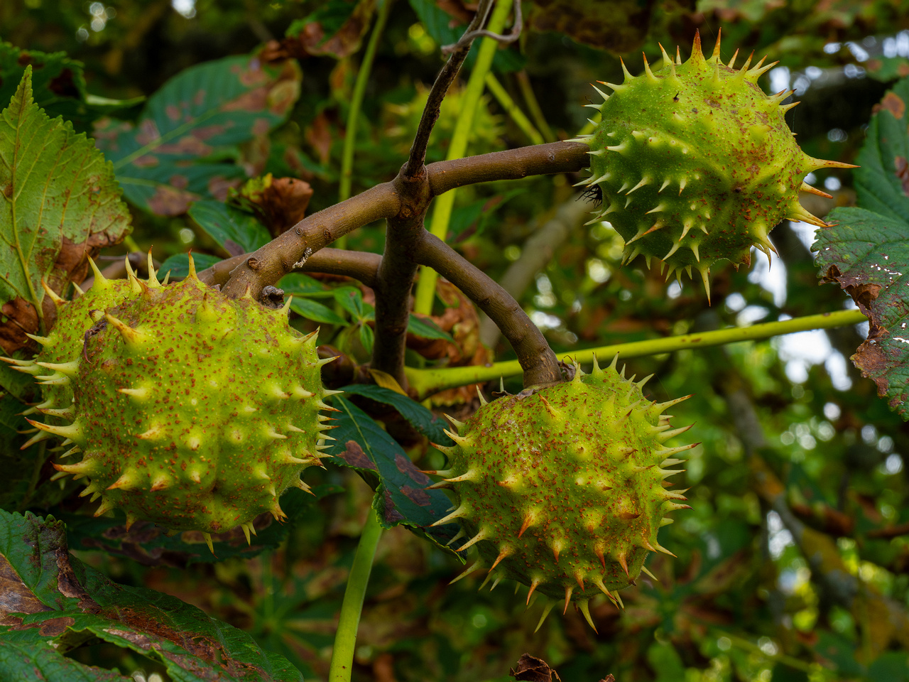 aesculus-hippocastanum_1-4