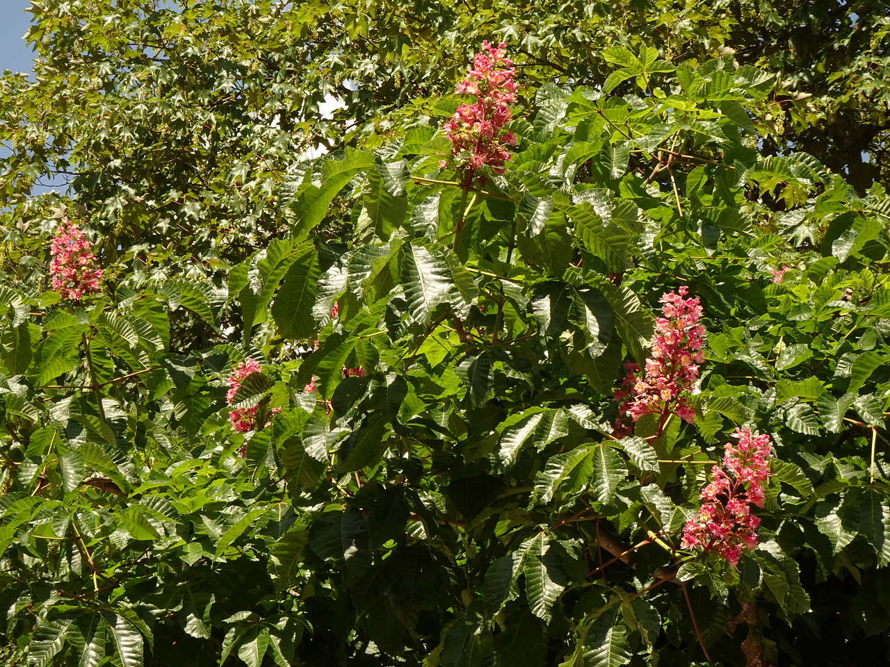 DSC01911