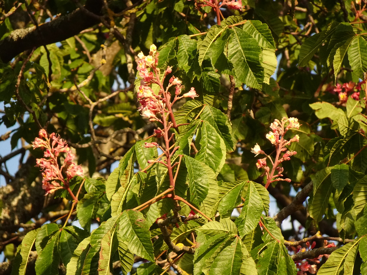 DSC03640