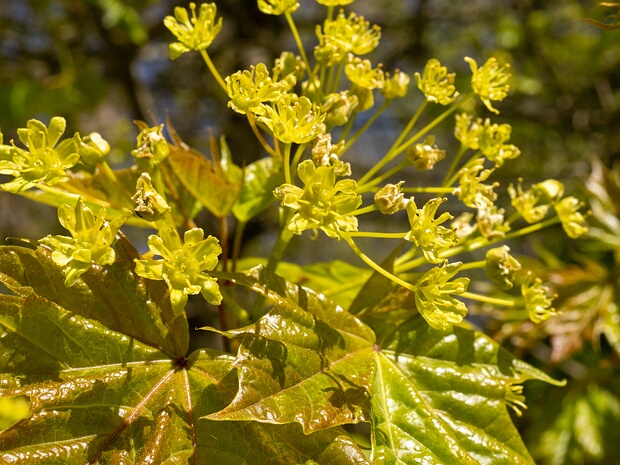 Клён остролистный - Acer platanoides