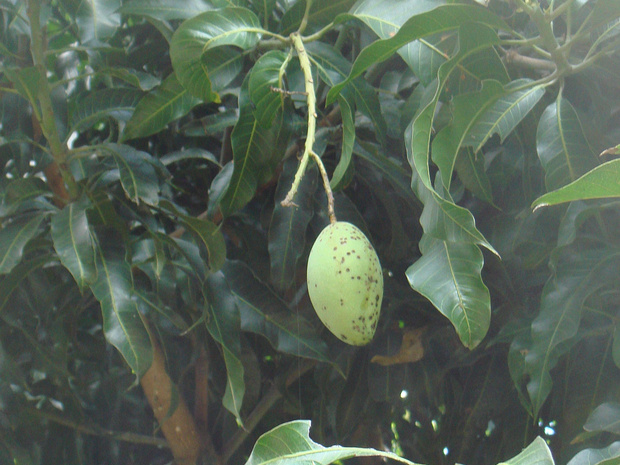 Мангифера индийская - Mangifera indica