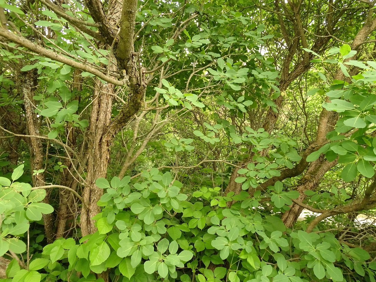 DSC04405