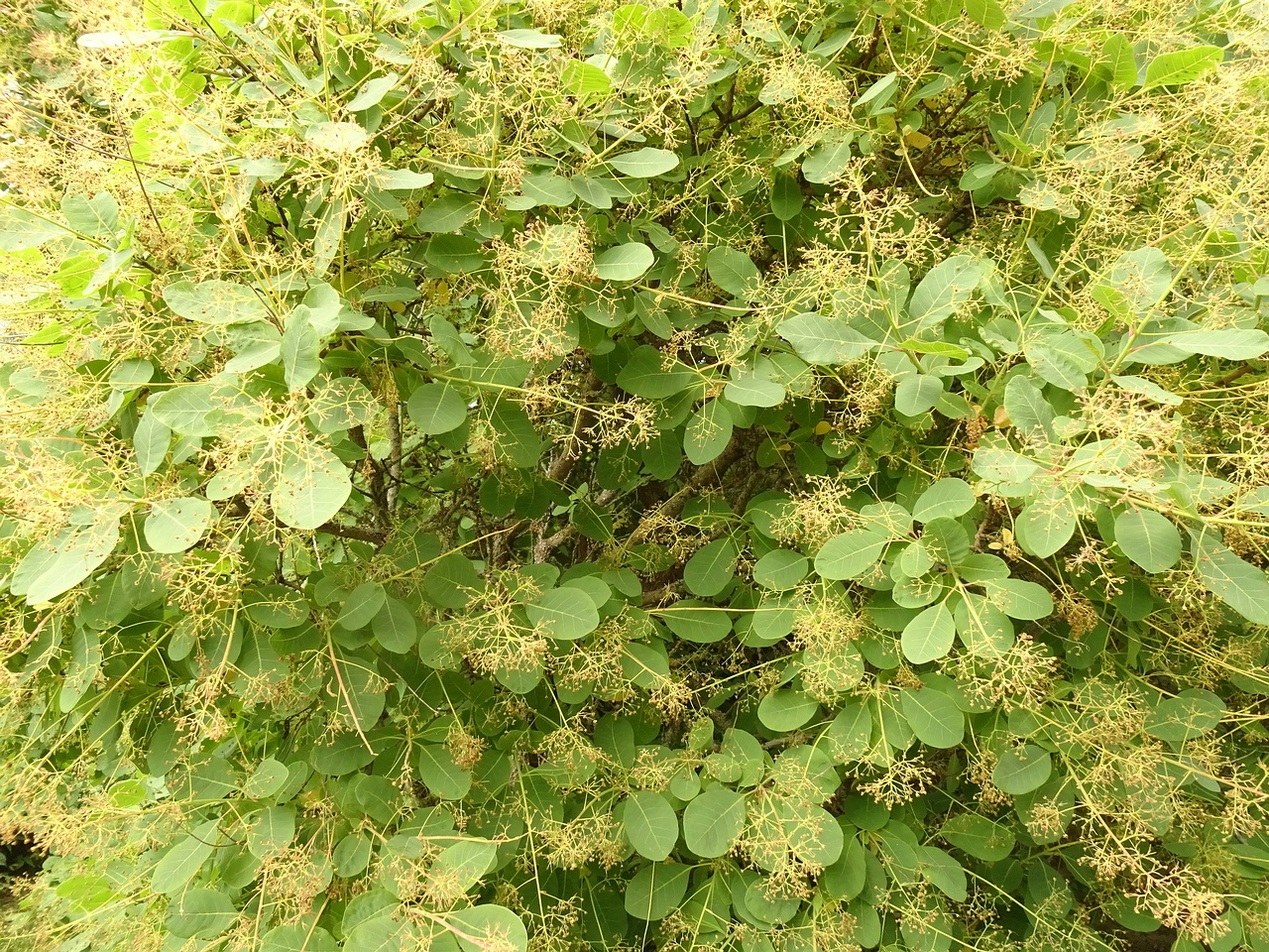 DSC04421