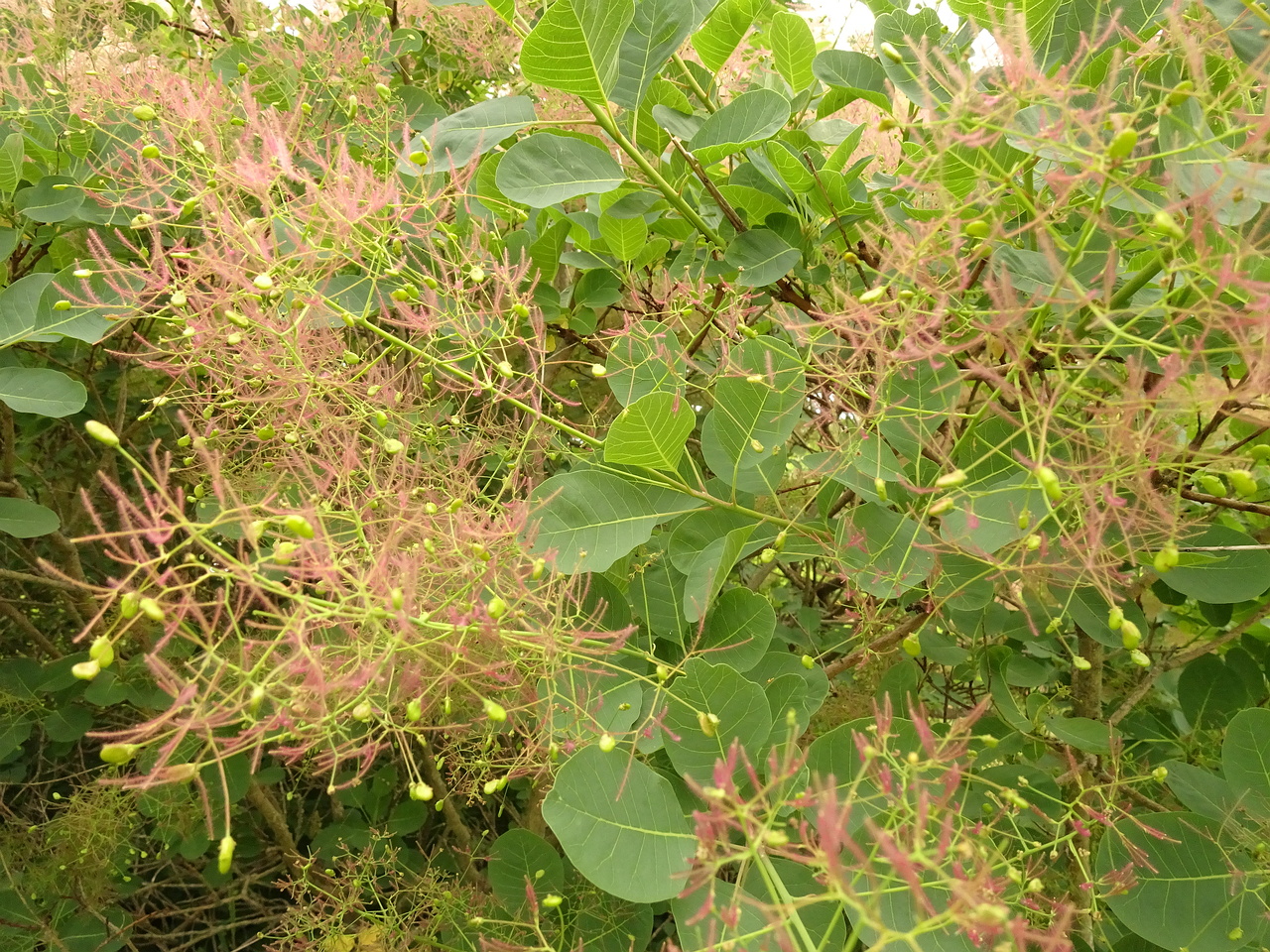 DSC04424