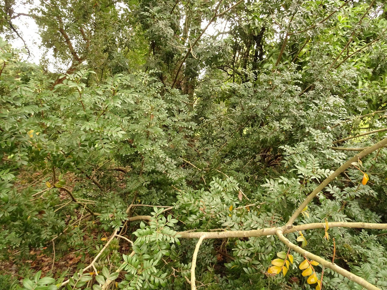 DSC02187