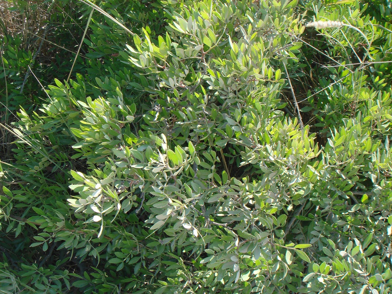DSC02664