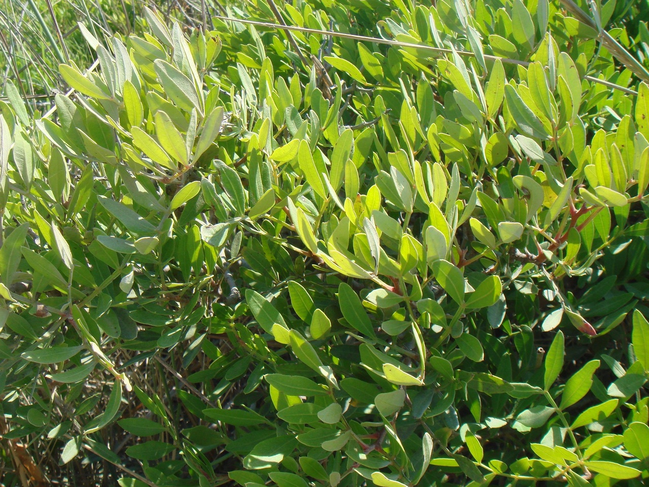 DSC02665
