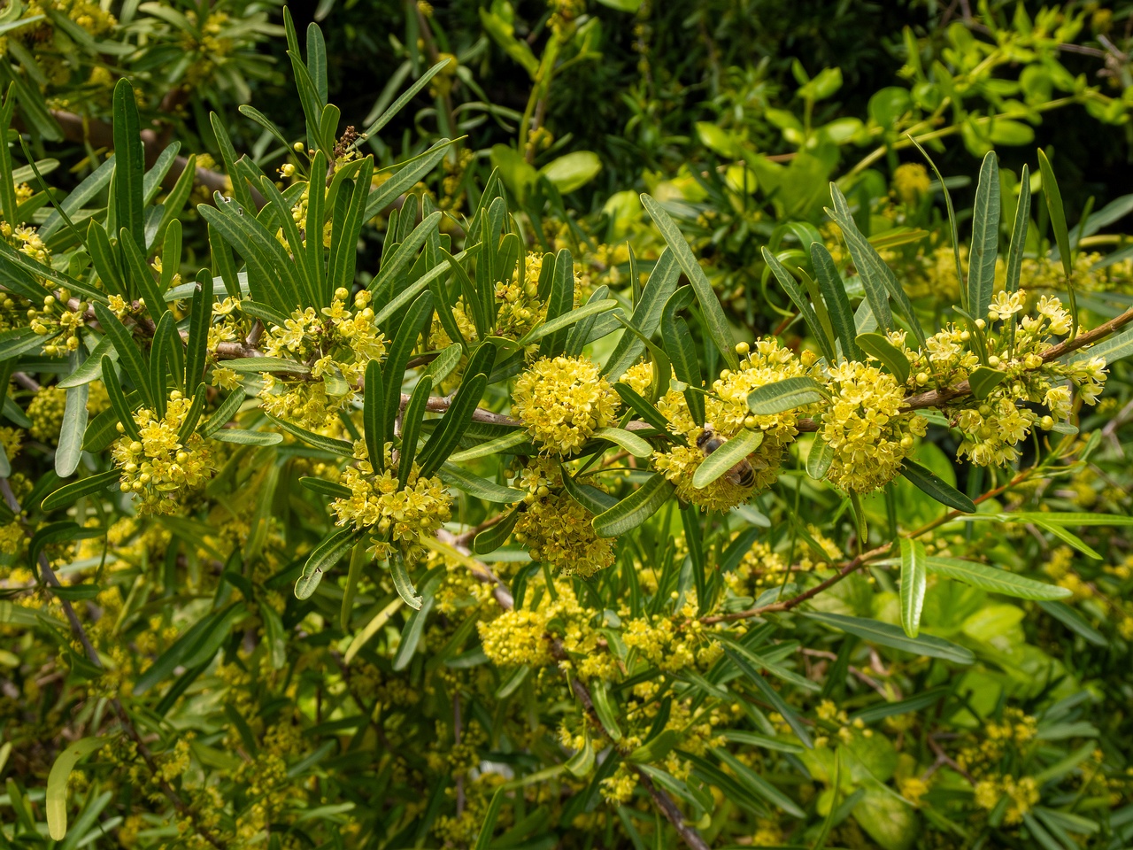 Schinus polygama _2025-05-13_1-1