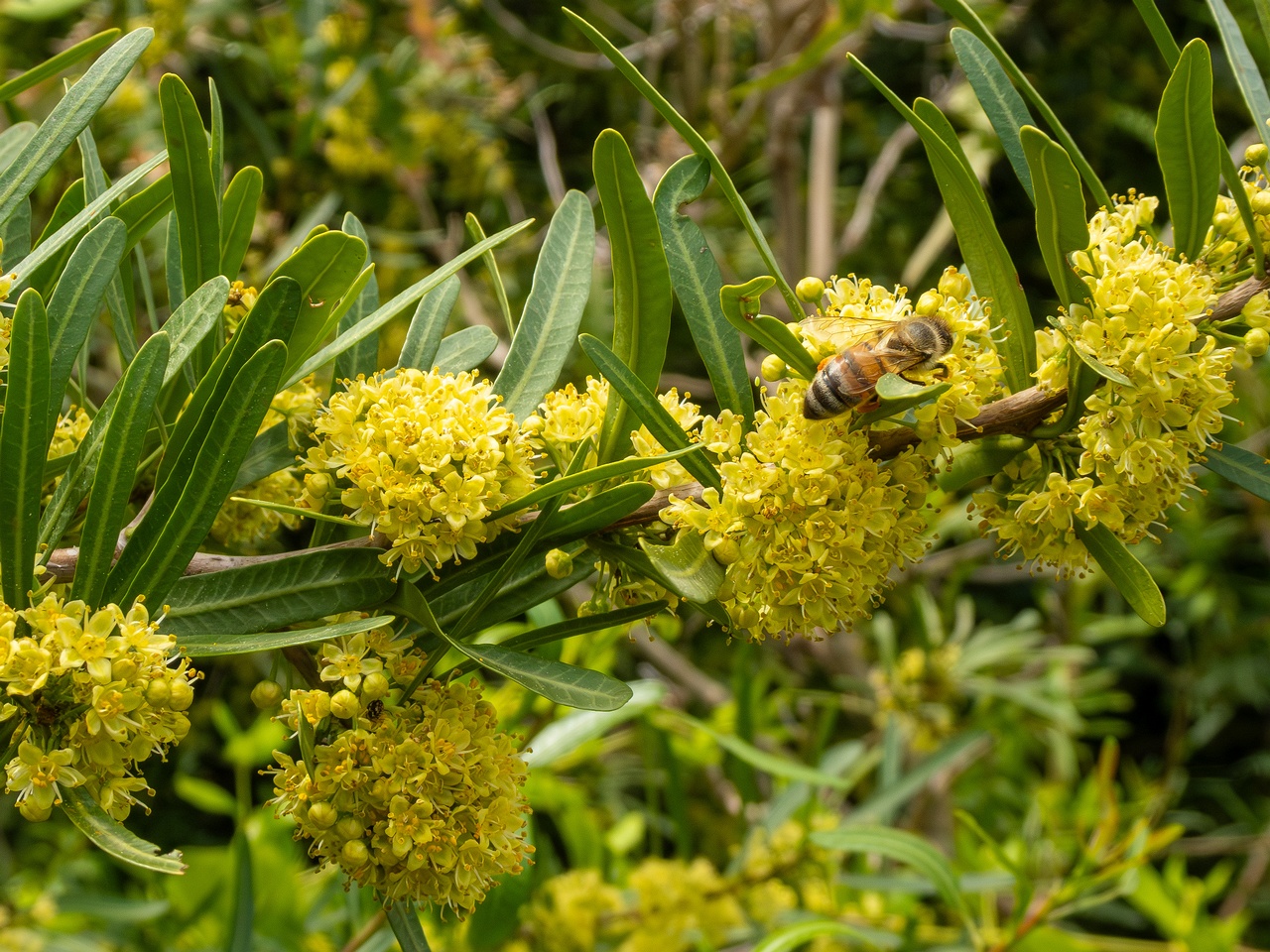 Schinus polygama _2025-05-13_1-2