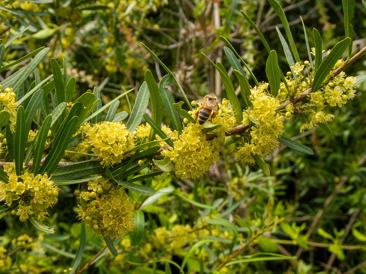 Schinus polygama _2025-05-13_1-3