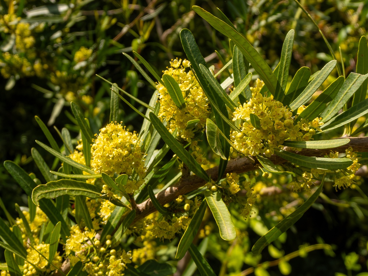 Schinus polygama _2025-05-13_1-4