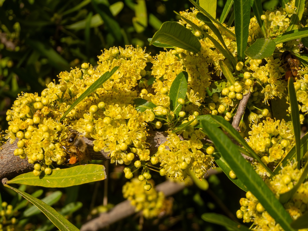 Schinus polygama _2025-05-13_1-7