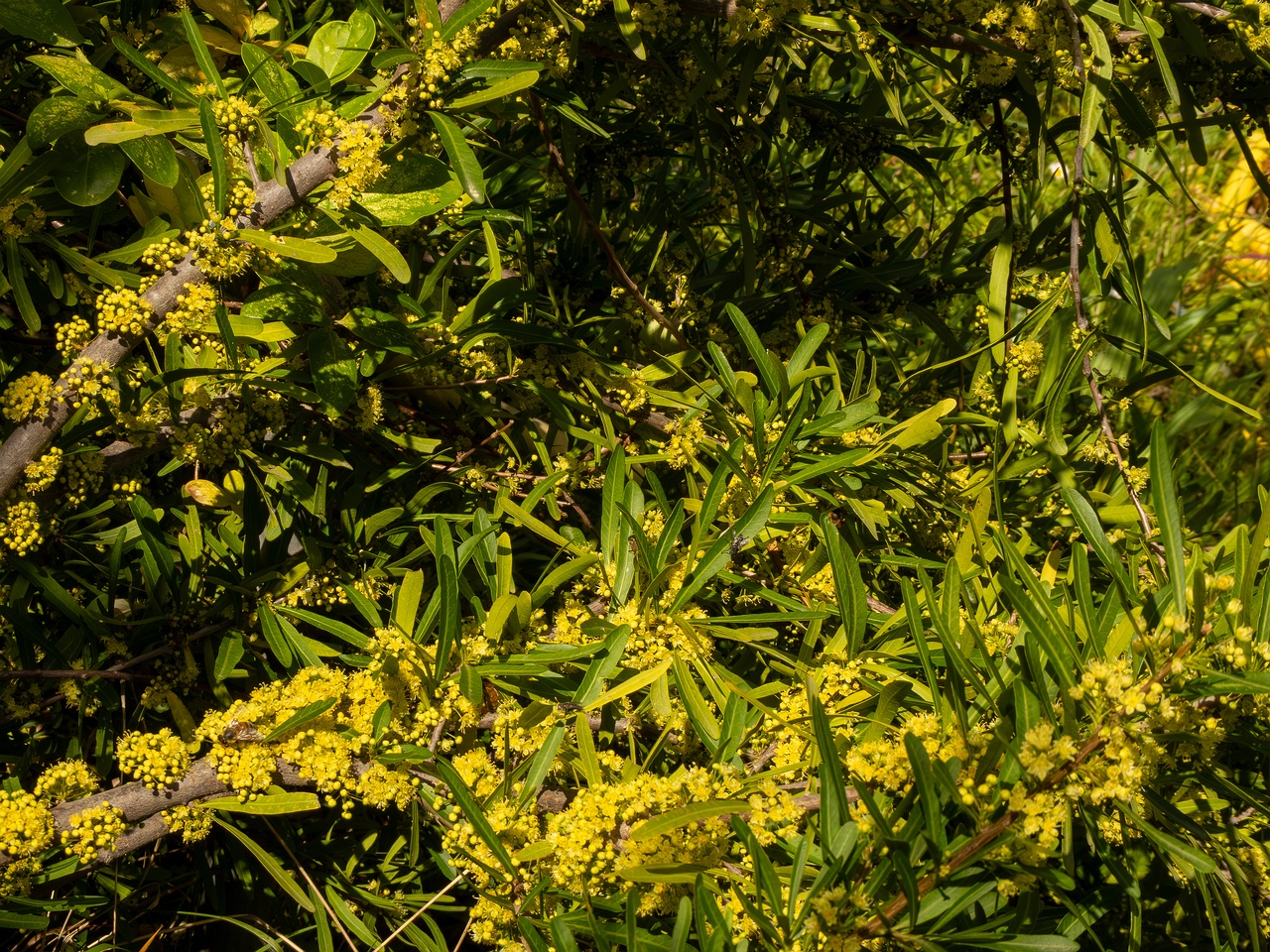 Schinus polygama _2025-05-13_1-8
