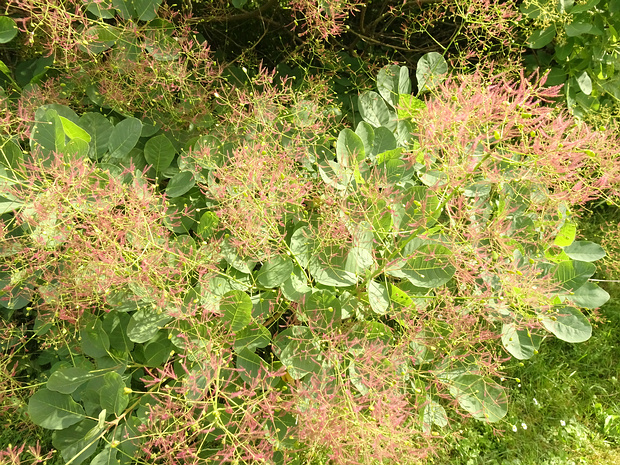 Скумпия кожевенная - Cotinus coggygria