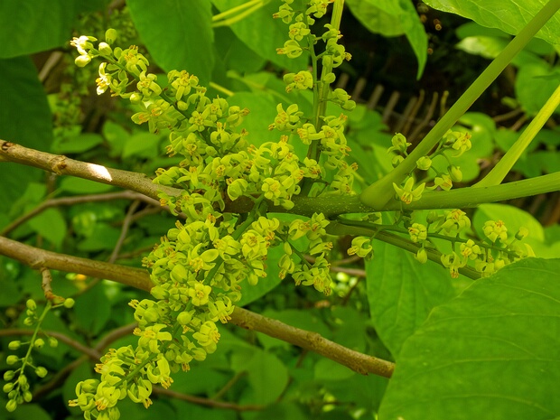 Сумах сомнительный - Rhus ambigua