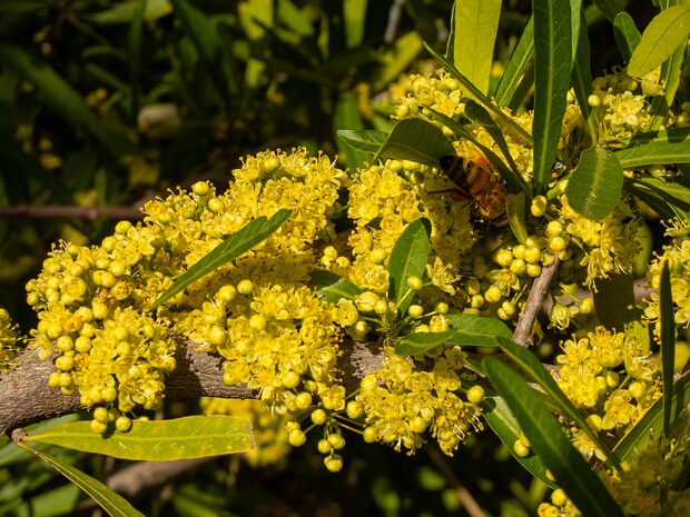 Шинус многобрачный - Schinus polygama