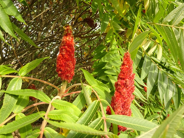 Сумаховые - Anacardiaceae The Anacardiaceae, commonly known as the cashew family or sumac family, are a family of flowering plants, including...
