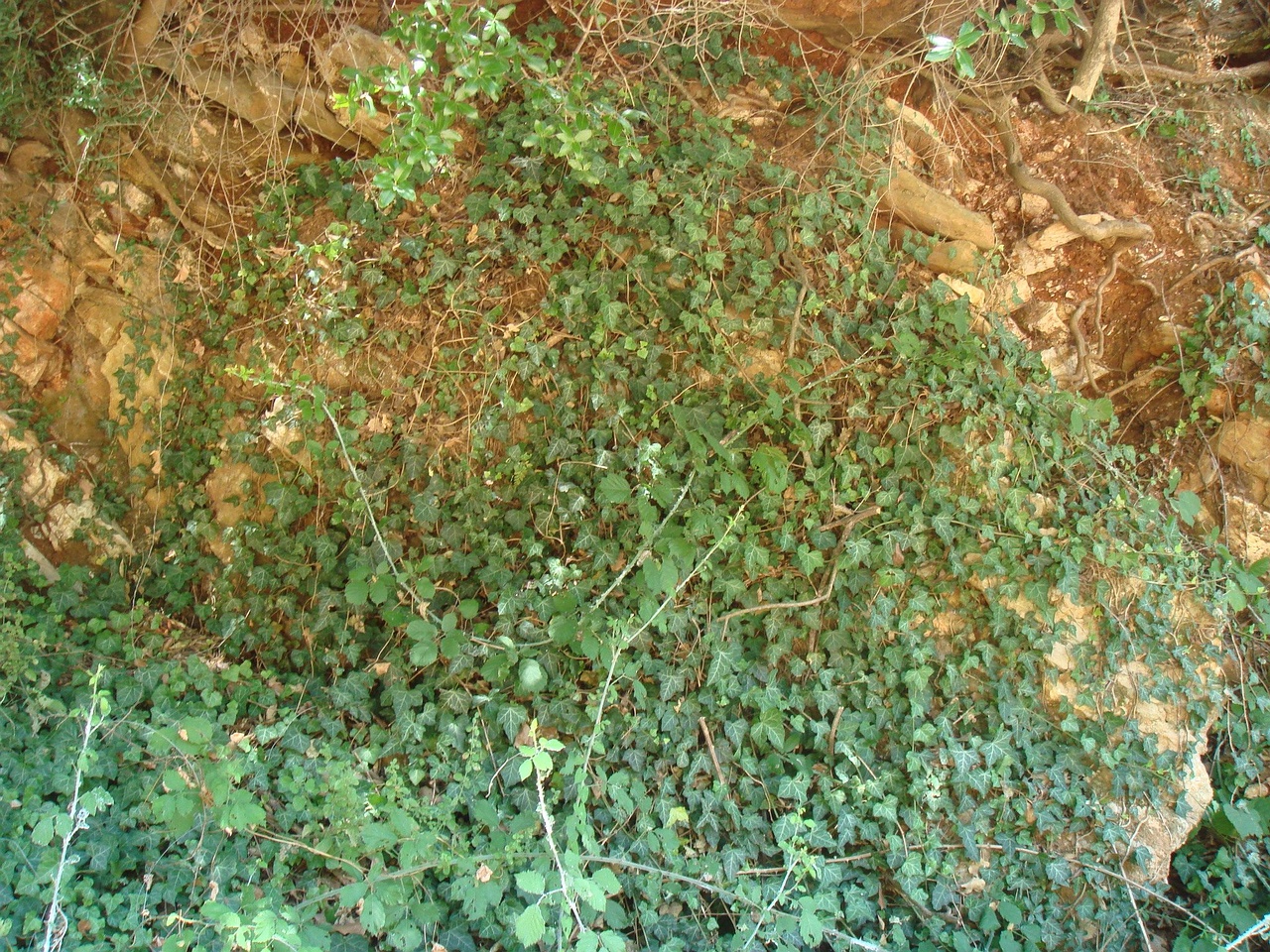 DSC02782