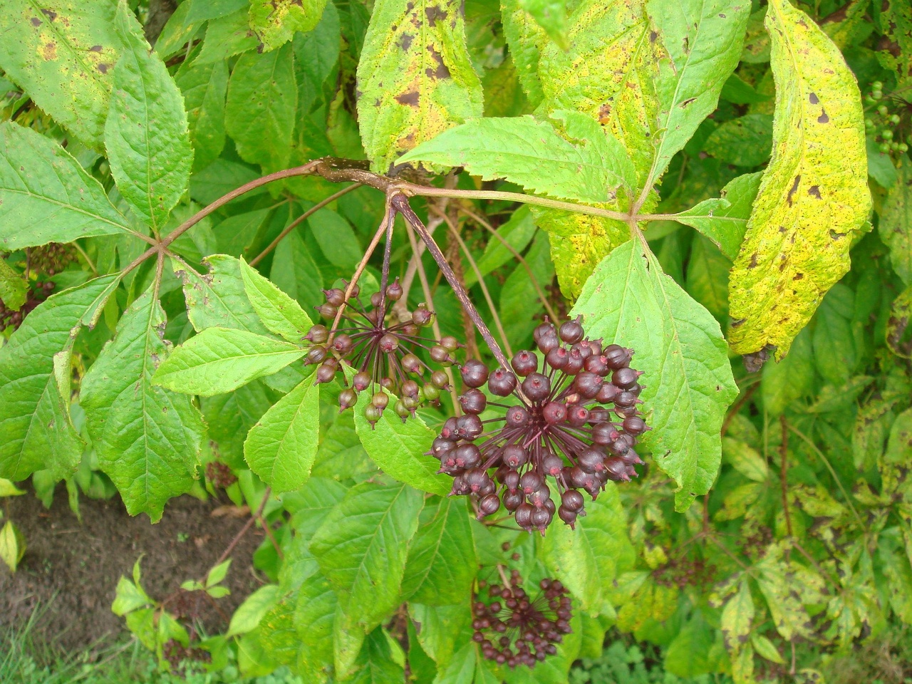 DSC04502