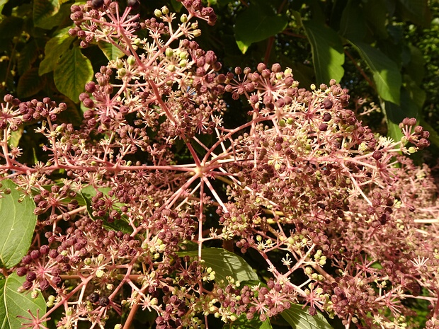 Аралия высокая - Aralia elata