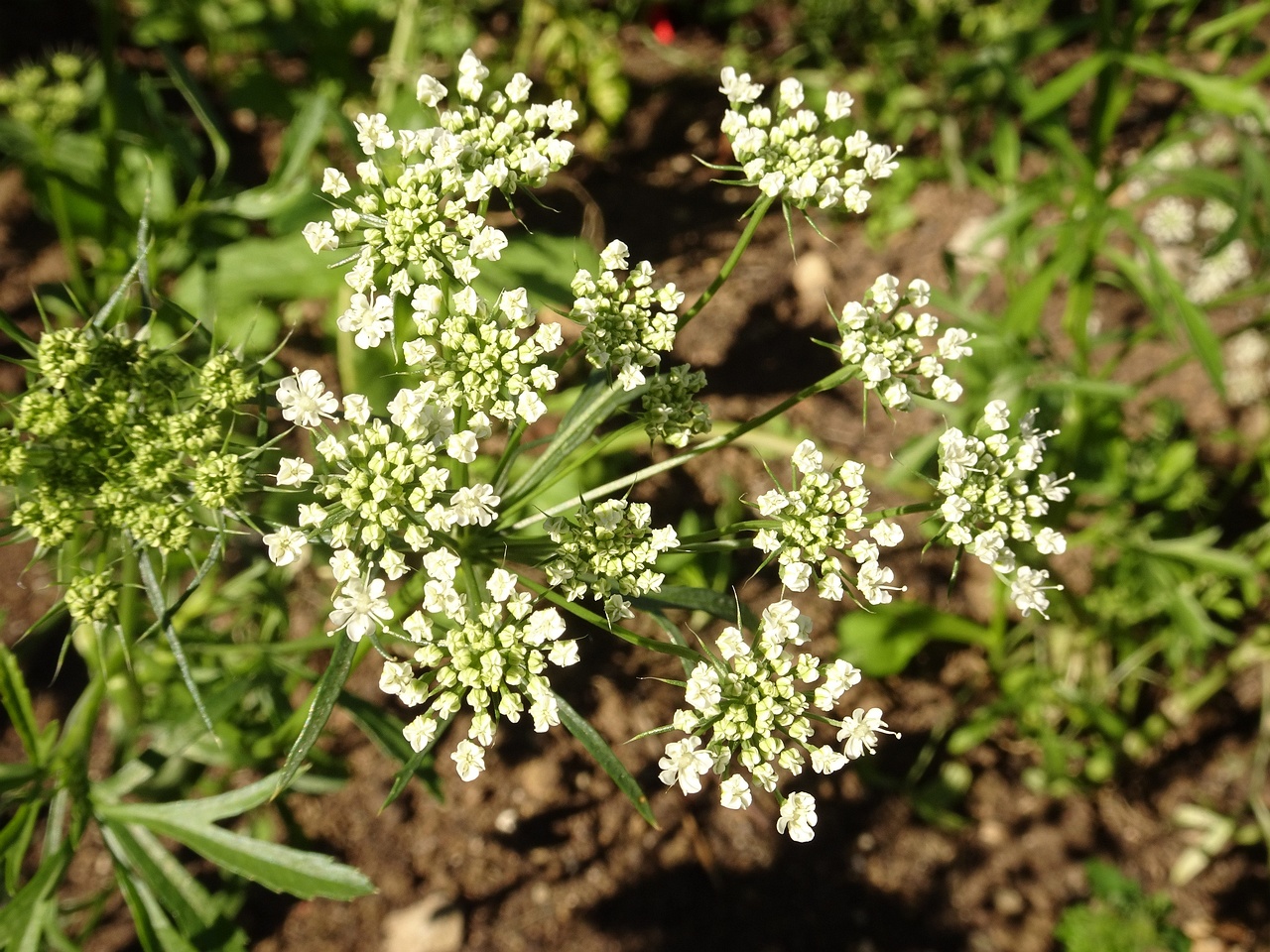 0DSC09697