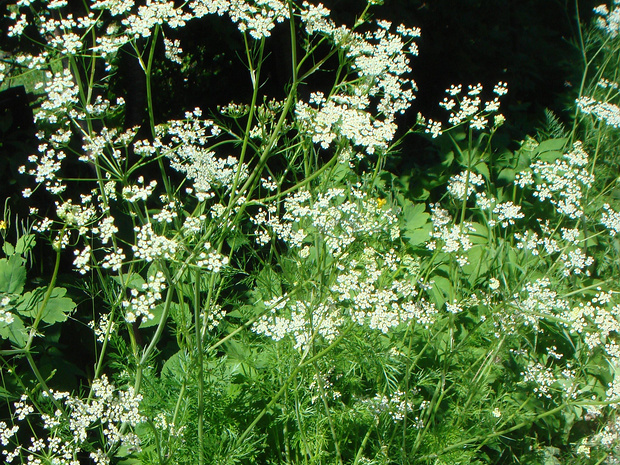 Анис обыкновенный - Pimpinella anisum