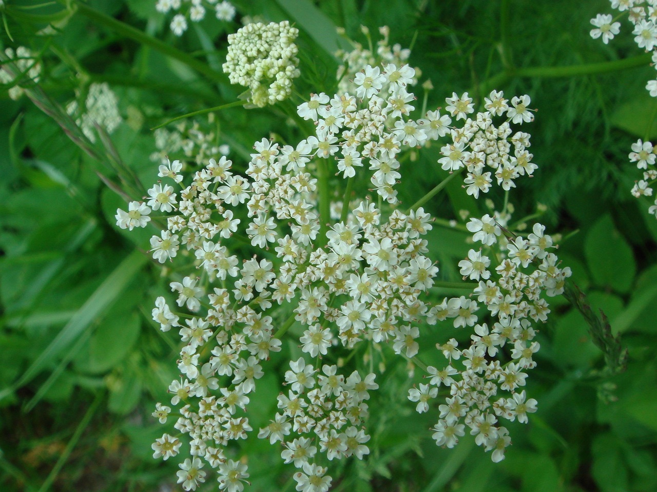 DSC03204