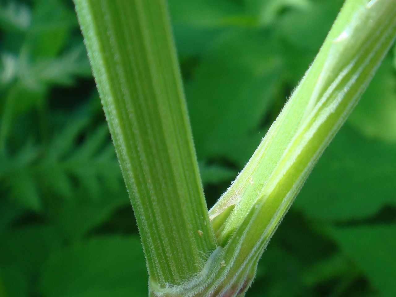 DSC07430