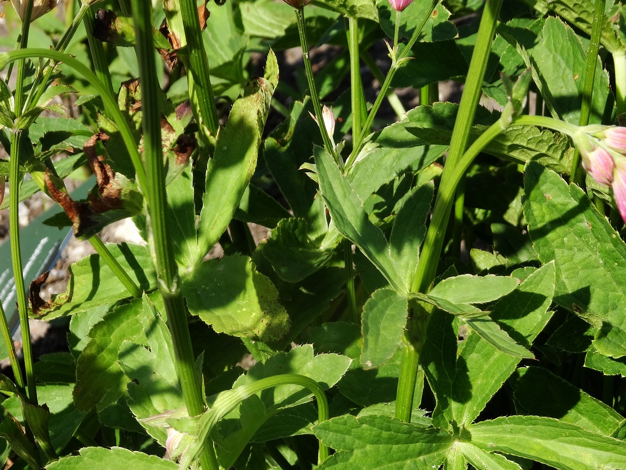 DSC02085
