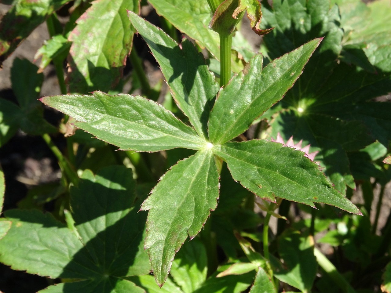 DSC04089