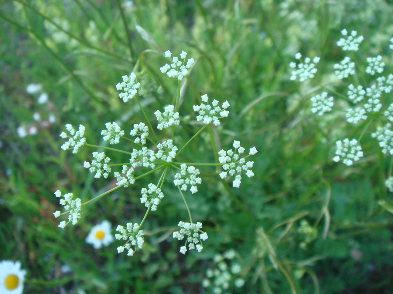 DSC07970