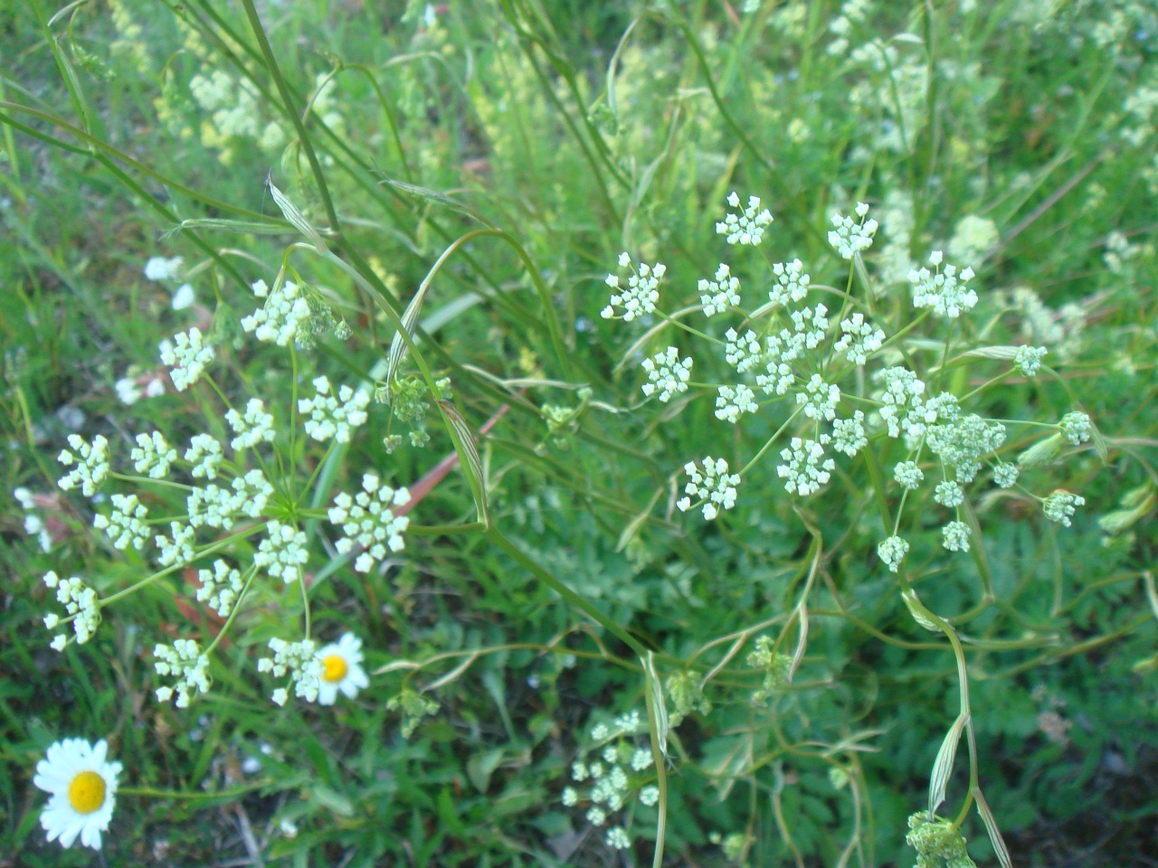 DSC07971