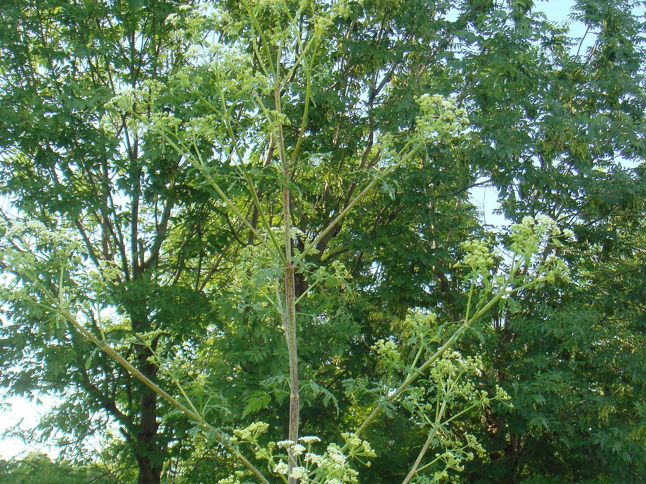 DSC08076
