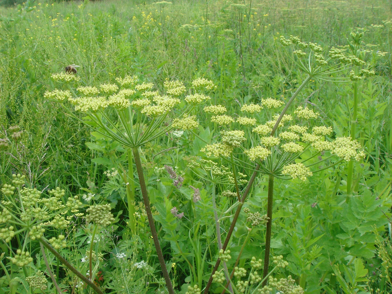 DSC00701
