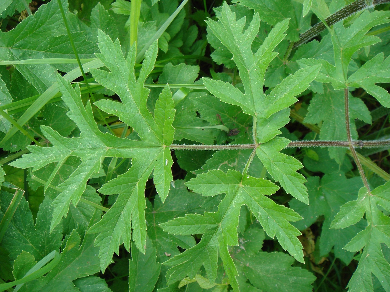DSC00705